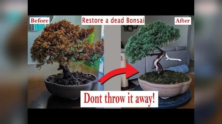 How to Revive a Dead Japanese Juniper Bonsai (Works!)