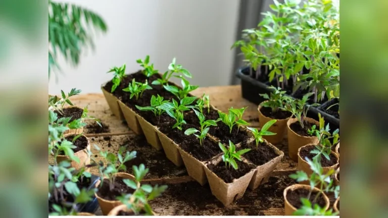 How to Thin Seedlings the Right Way (Gardeners' Tips)
