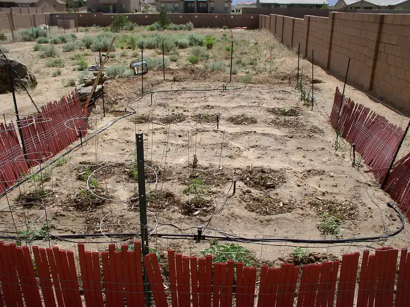 Close-up of a drip emitter watering tomato plants in mulch