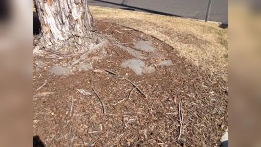 Is Landscape Fabric Toxic for Vegetable Gardens? Find Out