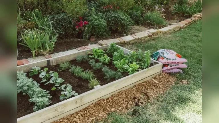 Is Miracle-Gro Good for Vegetable Gardens? What to Know