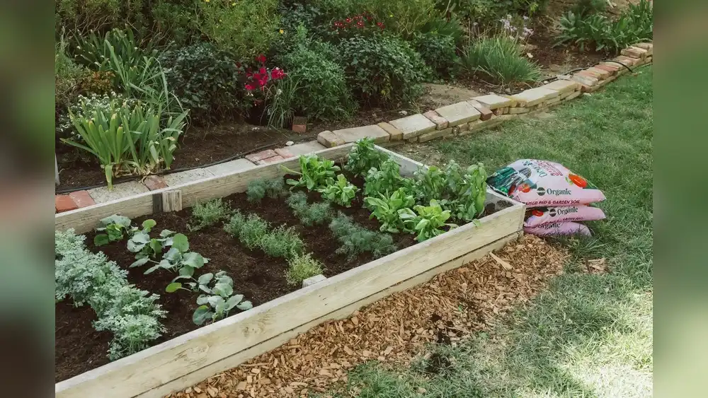 Is Miracle-Gro Good for Vegetable Gardens? What to Know