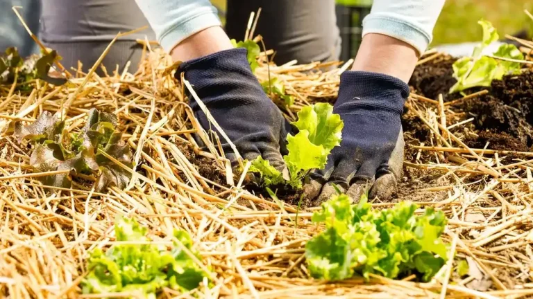Is Wheat Straw Good for Vegetable Gardens? Gardener'S Guide