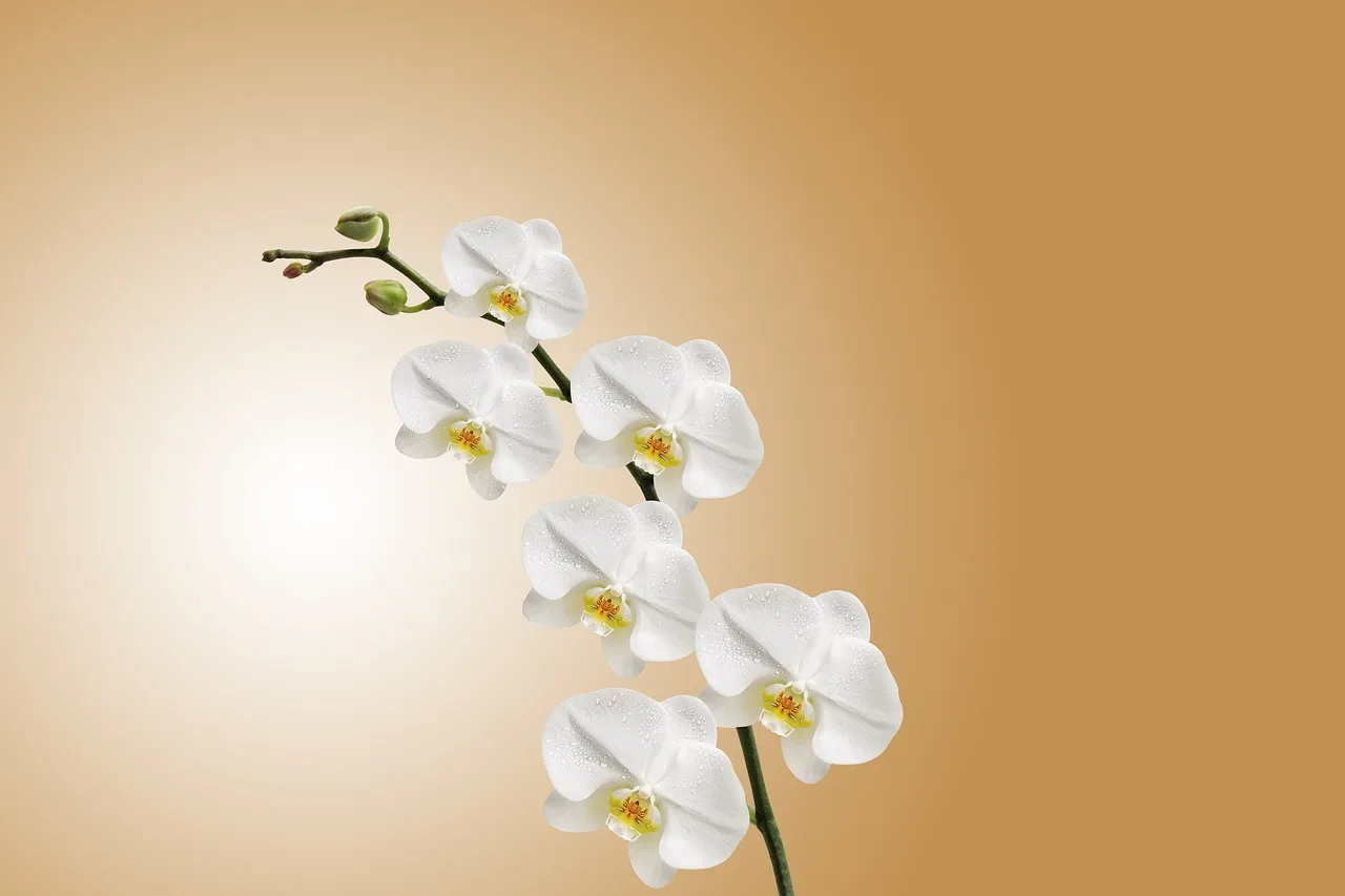 Native vs exotic plants in botanical gardens: the core trade-off
