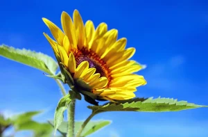 Plant Physiology Basics