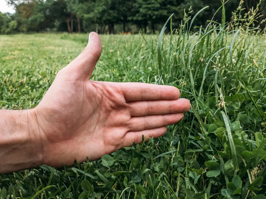 Hands spacing seedlings in soil with a ruler and plant markers nearby in natural daylight.