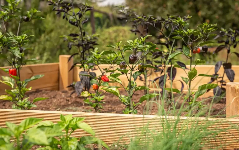 Raised bed and in-ground vegetable garden side by side with a gardener comparing them