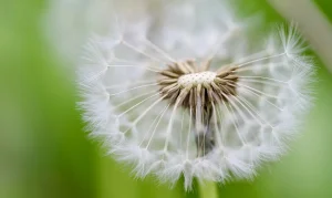 Seed Planting Guide for Beginners: Start Seeds Right