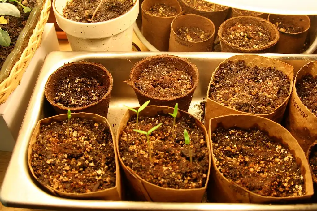 Hand planting a seed into moist seed-starting mix in a cell tray