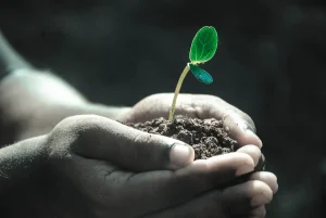 Soil and Landscape Basics for Gardeners Building Beds