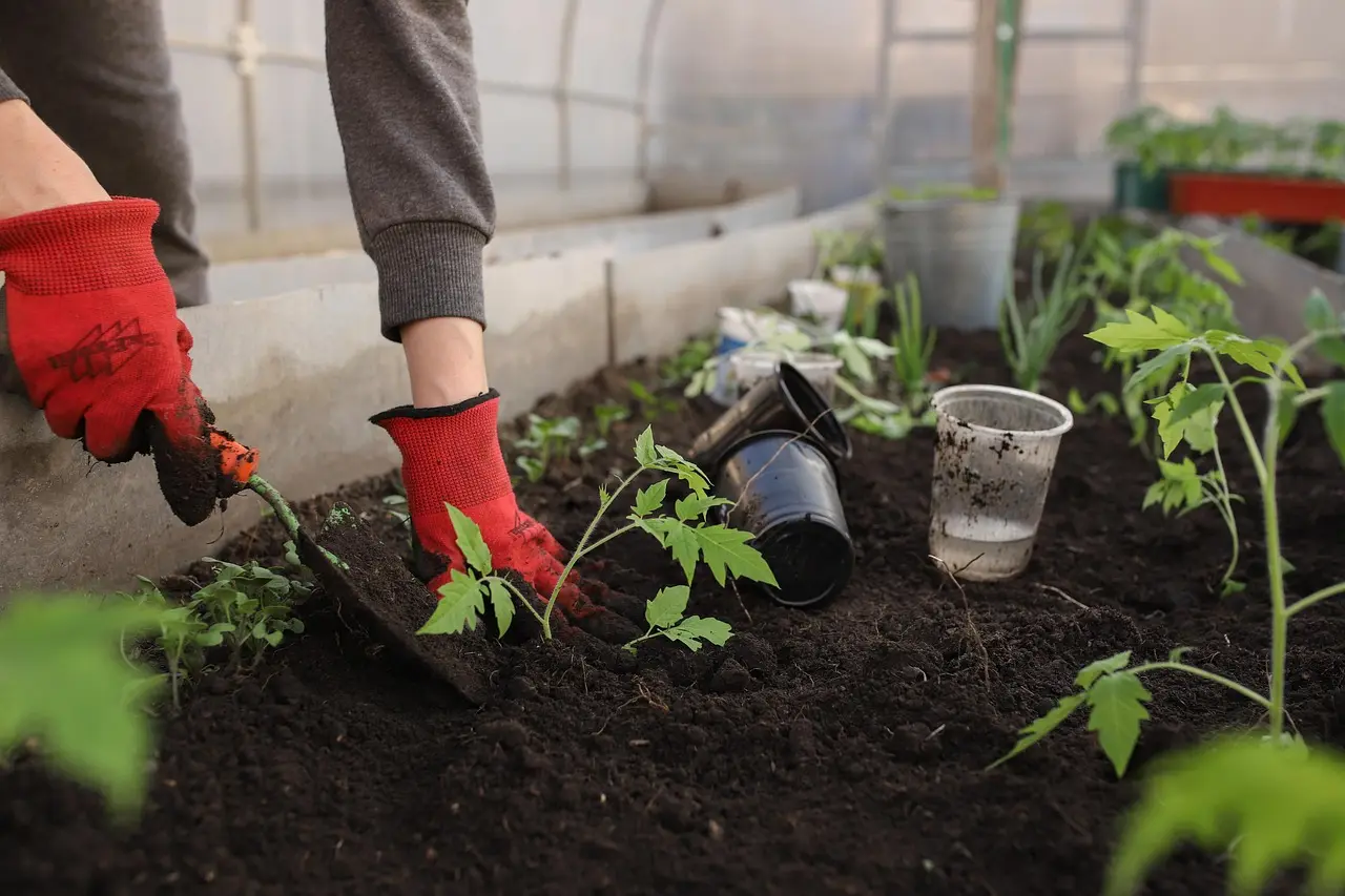 What soil means in a bed planting