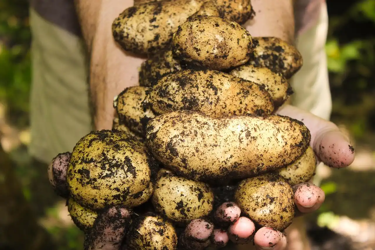 How to diagnose common garden problems from soil clues