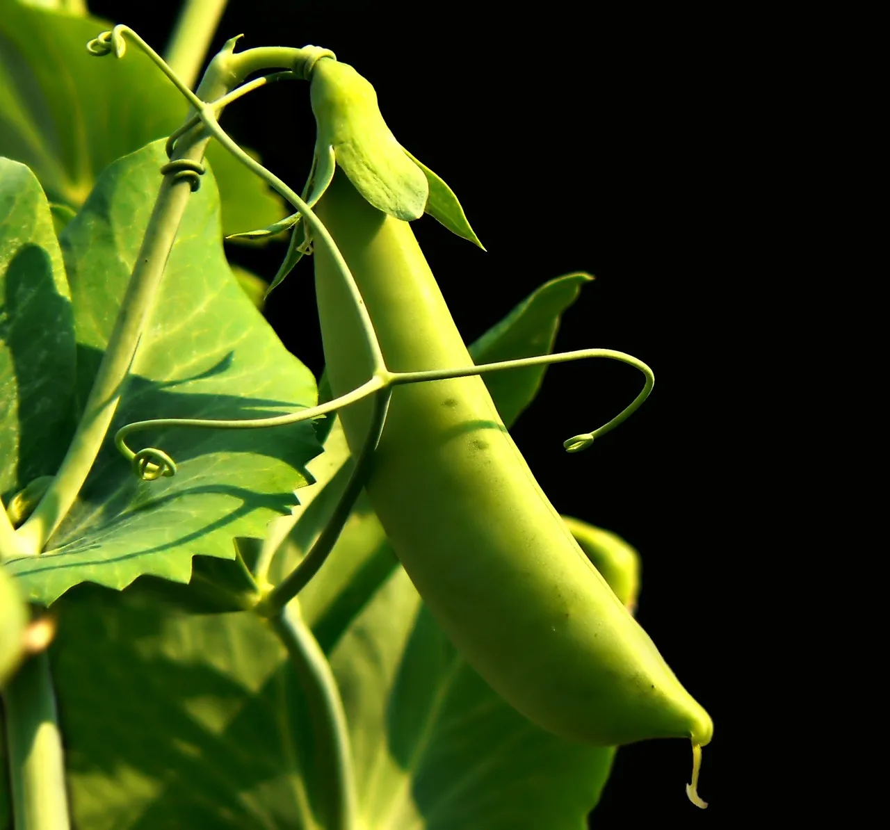 How do I choose what vegetables to grow?