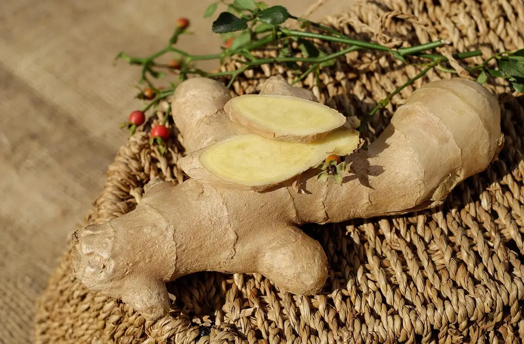What do roots do in a plant?