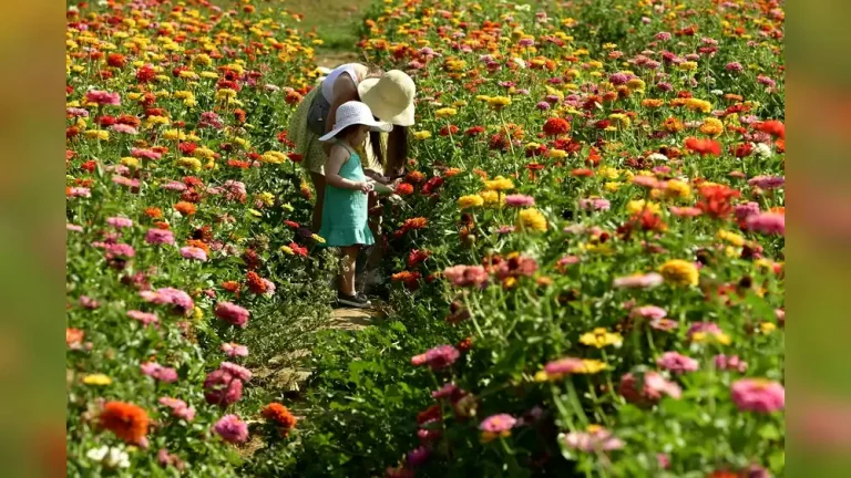What Flowers Go Well in Vegetable Gardens? Best Picks