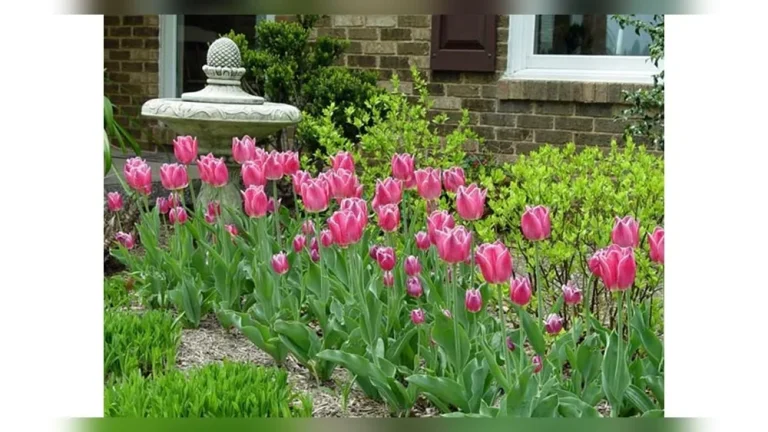 When Is the Best Time to Plant Tulip Bulbs in Your Yard?