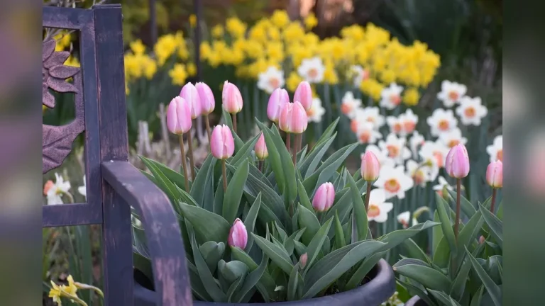 When to Plant Daffodil Bulbs in Zone 7 for Spring Color