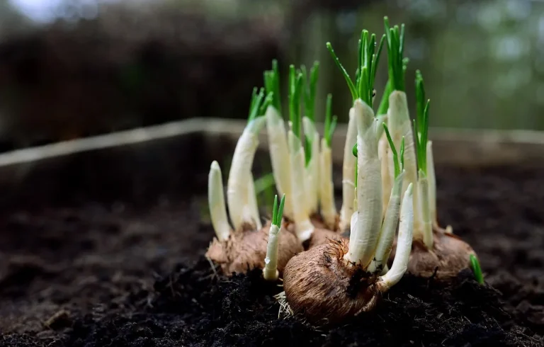 Home gardener planning when to plant seeds and bulbs with a calendar, seed packets, pots, and bulbs