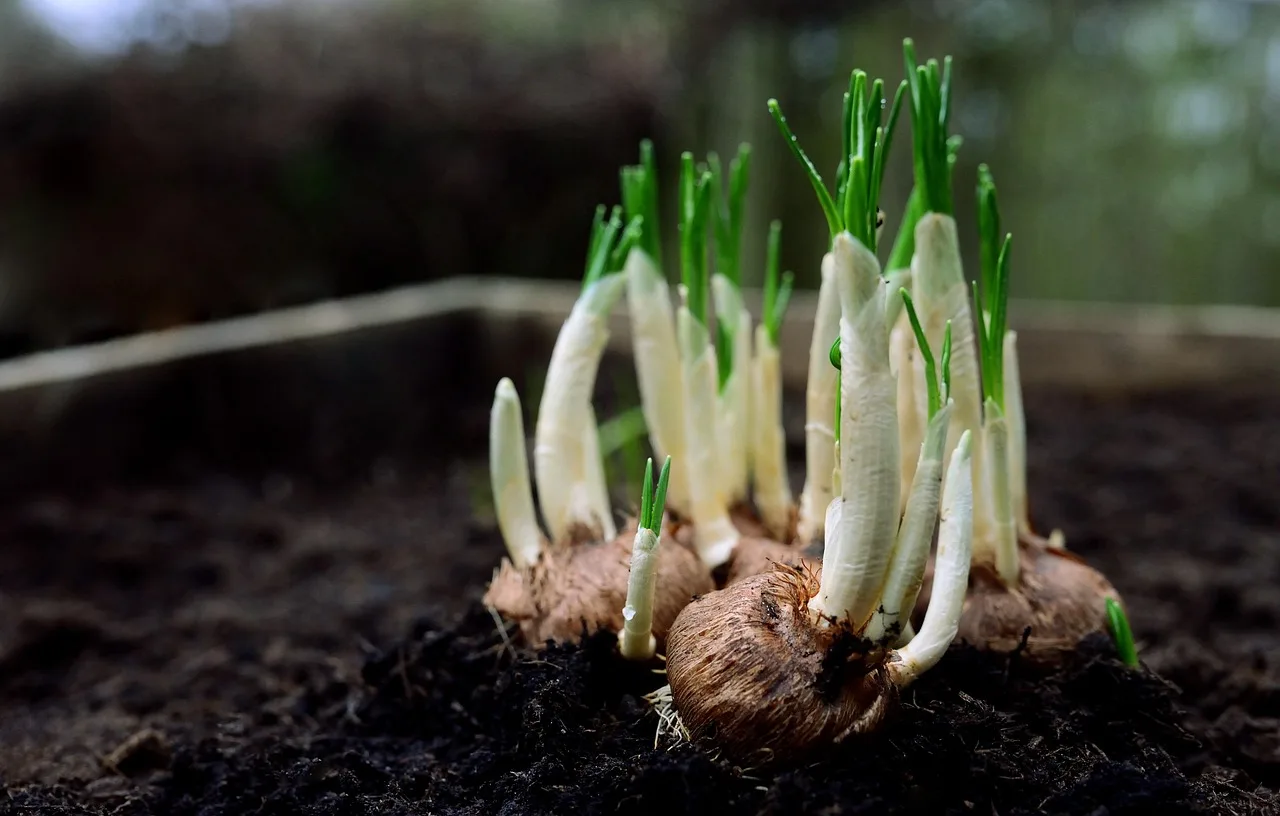 Home gardener planning when to plant seeds and bulbs with a calendar, seed packets, pots, and bulbs