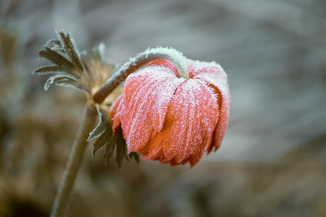 Use frost dates as your planting clock