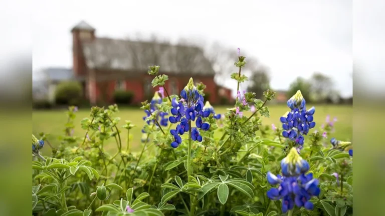 When to Plant Wildflower Seeds in Texas for Best Blooms