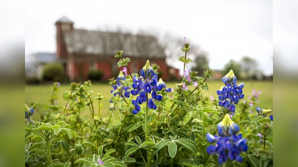 When to Plant Wildflower Seeds in Texas for Best Blooms