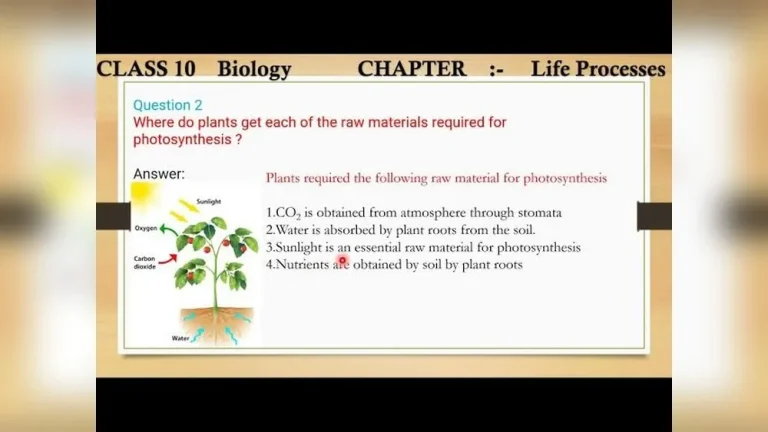 Where Do Plants Get Raw Materials for Photosynthesis? Explained