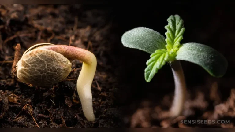 Which Plants Are Usually the First to Live in Soil?