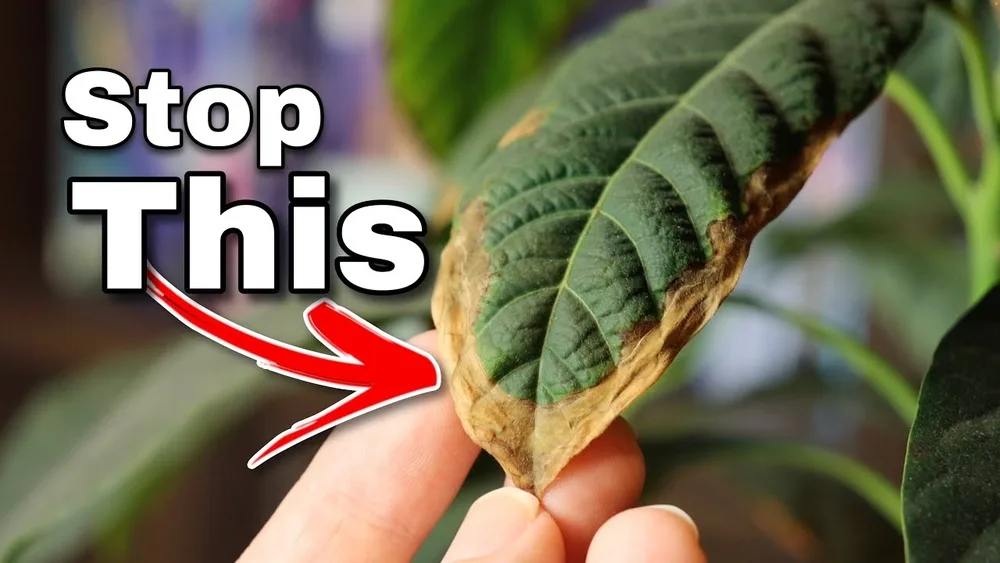 Why Are the Leaves on My Avocado Plant Turning Brown? Fixed