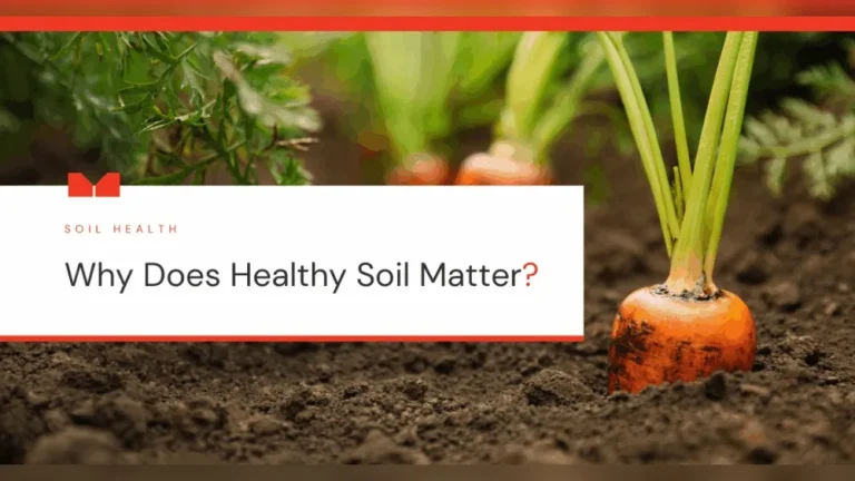 Why Healthy Soils Are Important for the Food Chain
