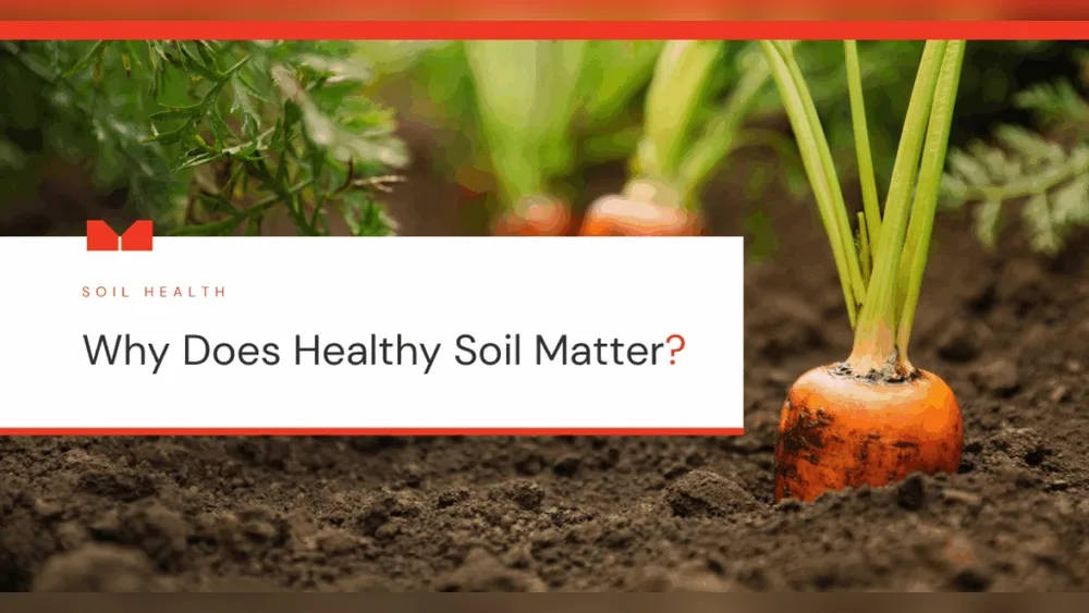 Why Healthy Soils Are Important for the Food Chain