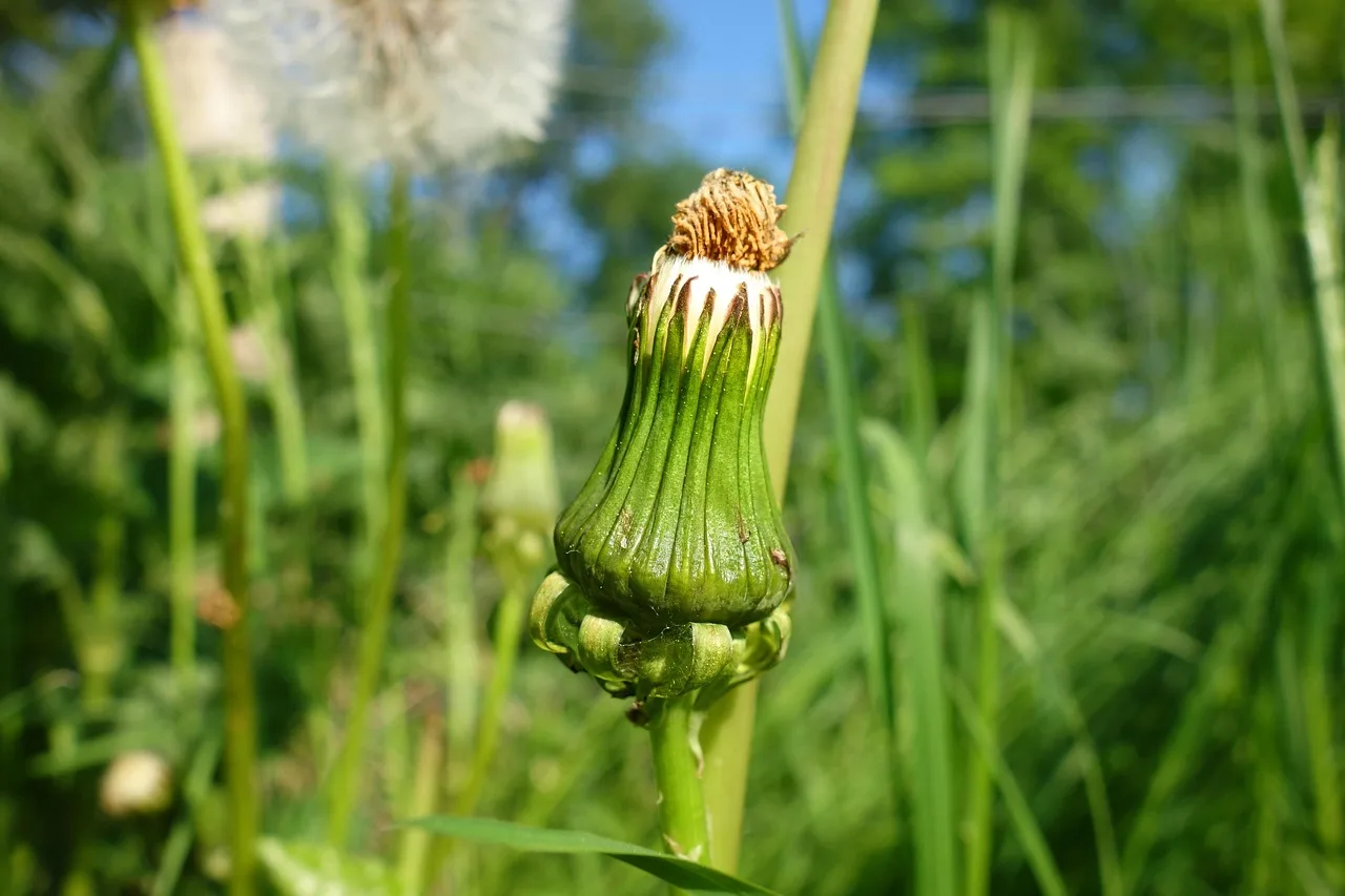 What plant life cycles mean