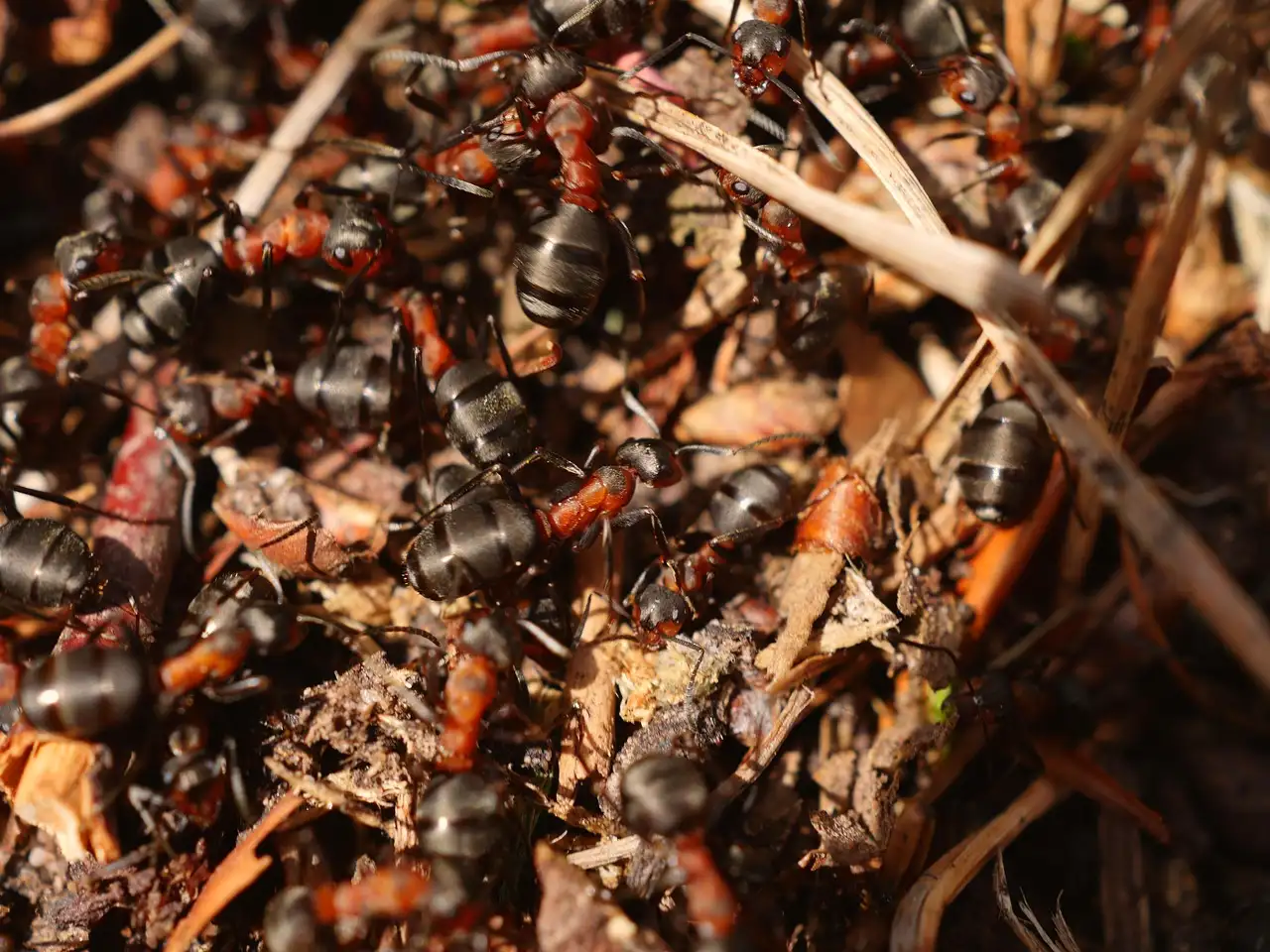 Why ant control near vegetables is different