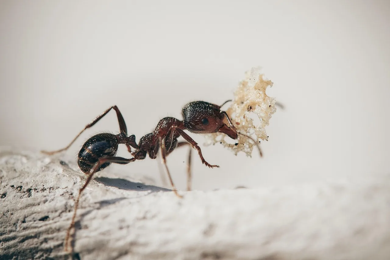 How safe are common ant killer types?