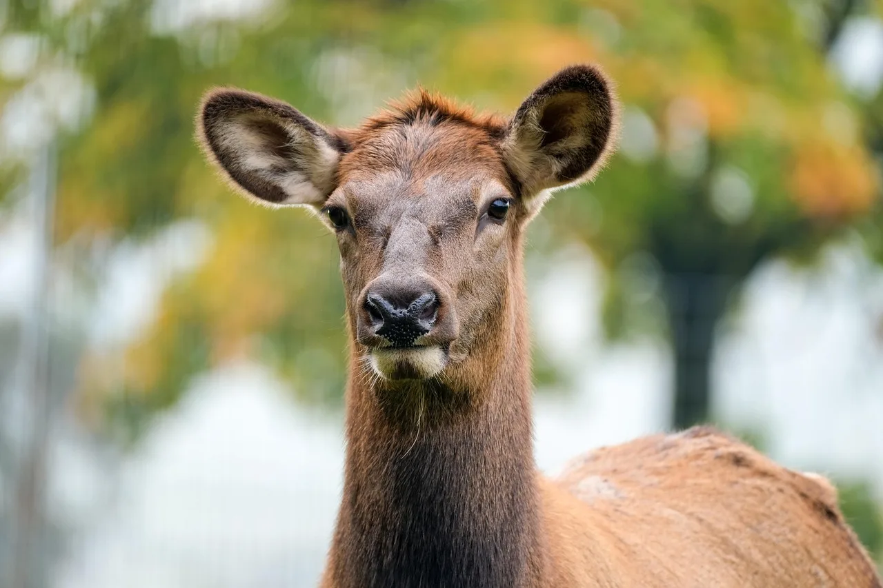 Which deer repellent ingredients are safest near food crops?