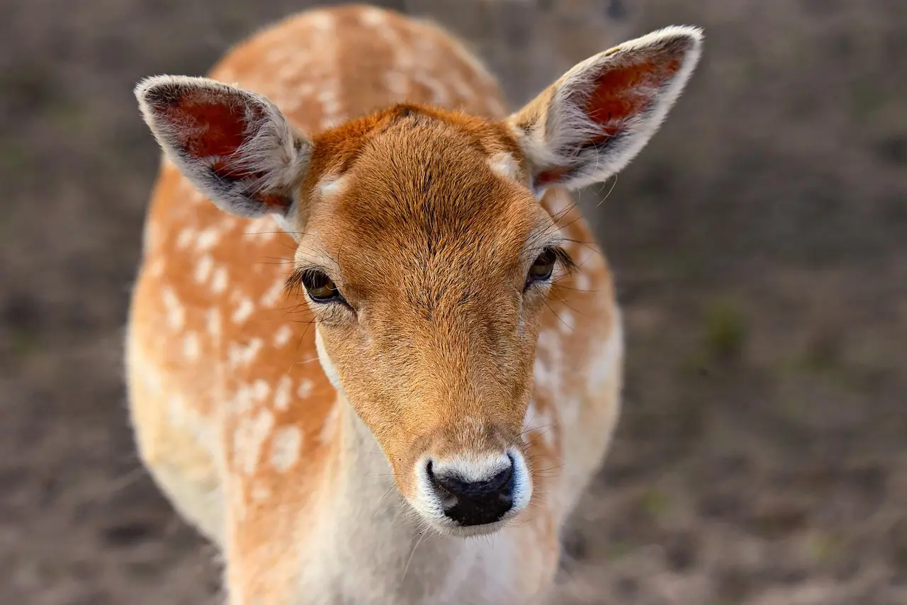 How often should you reapply deer repellent around vegetables?
