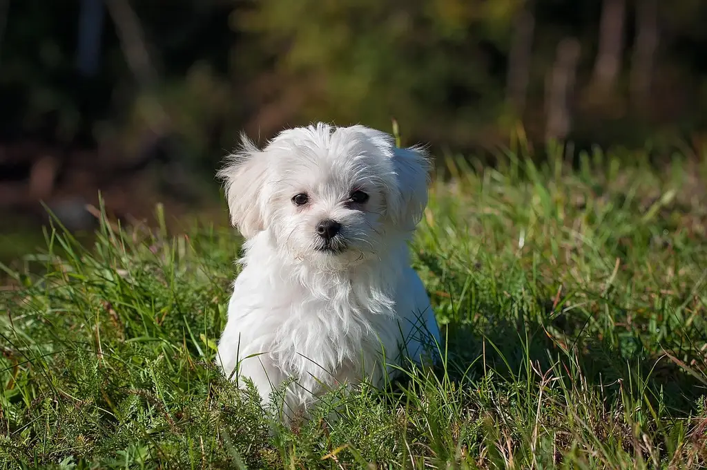 What dog rules do botanical gardens usually use?