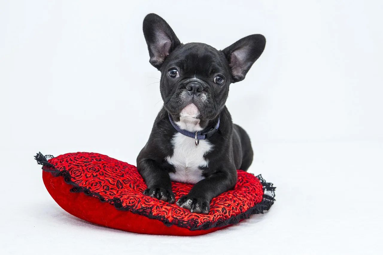 Use this dog-policy decision checklist before you go