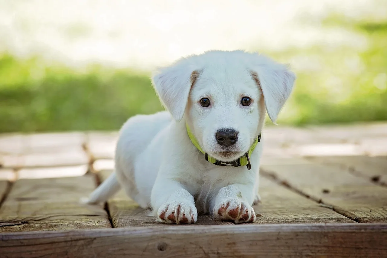 Can dogs go into all areas of a botanical garden?