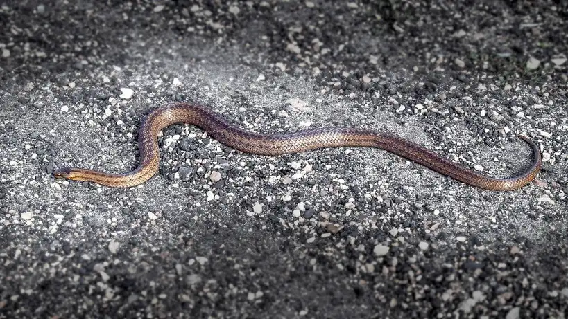 Which snake repellents are lowest risk around edible beds?