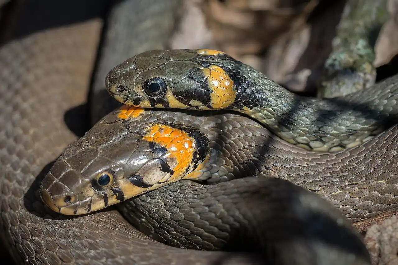 What is the safest way to keep snakes out of a vegetable garden?