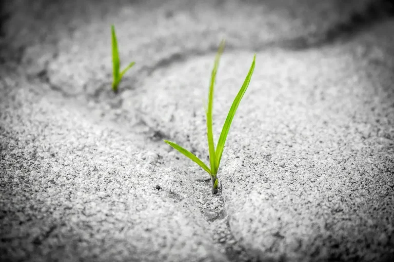 Botanist arranging a plant life-cycle map beside a seedling with roots, stem, leaves, buds, and seeds.