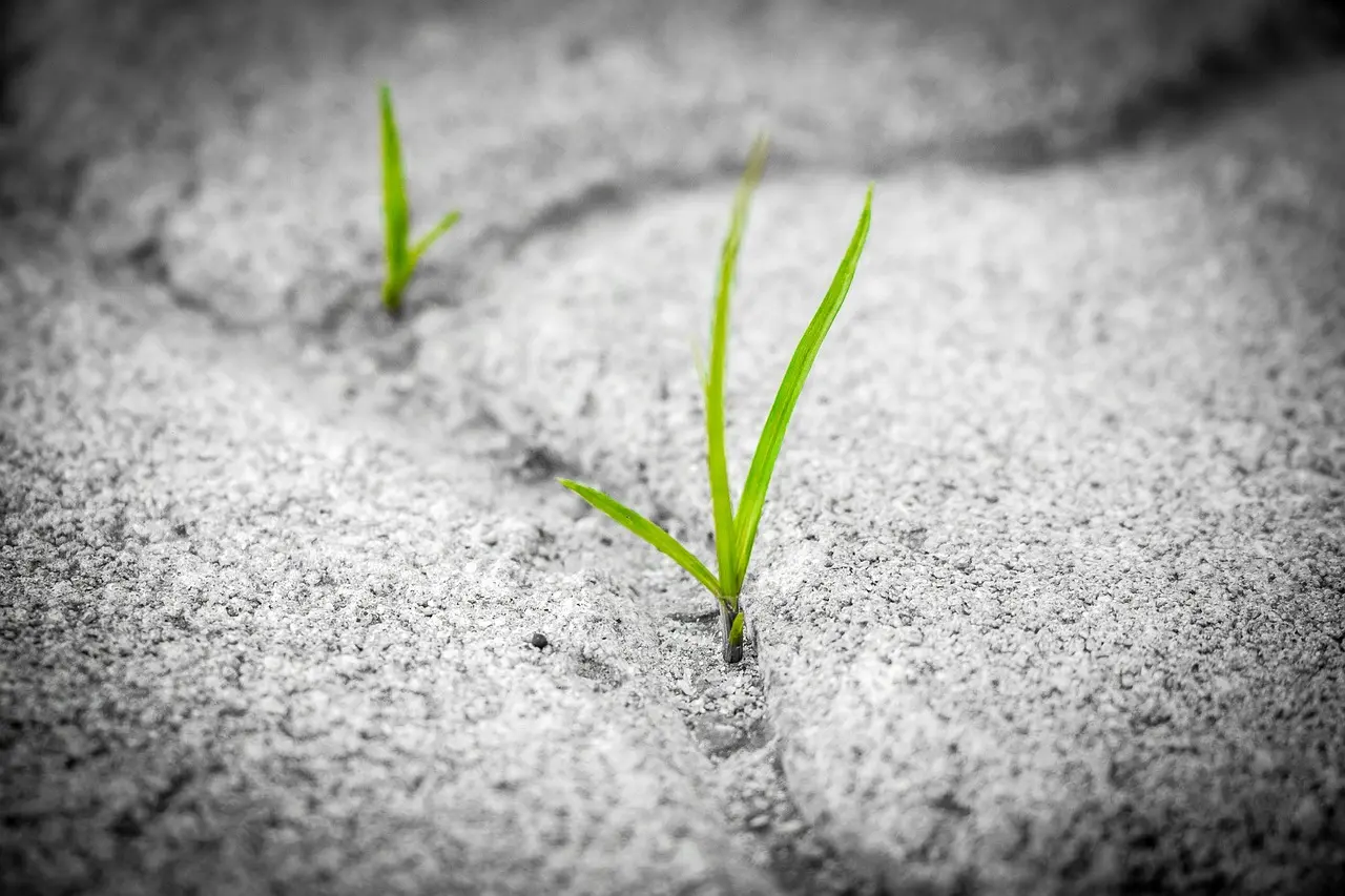 Botanist arranging a plant life-cycle map beside a seedling with roots, stem, leaves, buds, and seeds.