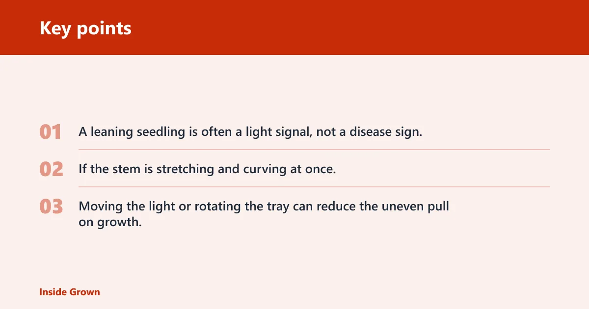 Key points: Why do seedlings bend toward light?