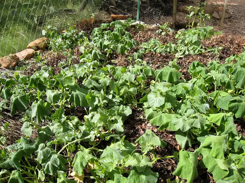 Close-up of Bt granules and broccoli leaves on a potting bench
