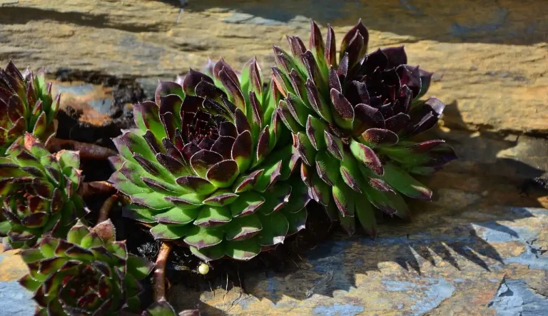 Best alpine plants for rock garden botanical displays growing among crevices, scree, and dry pockets