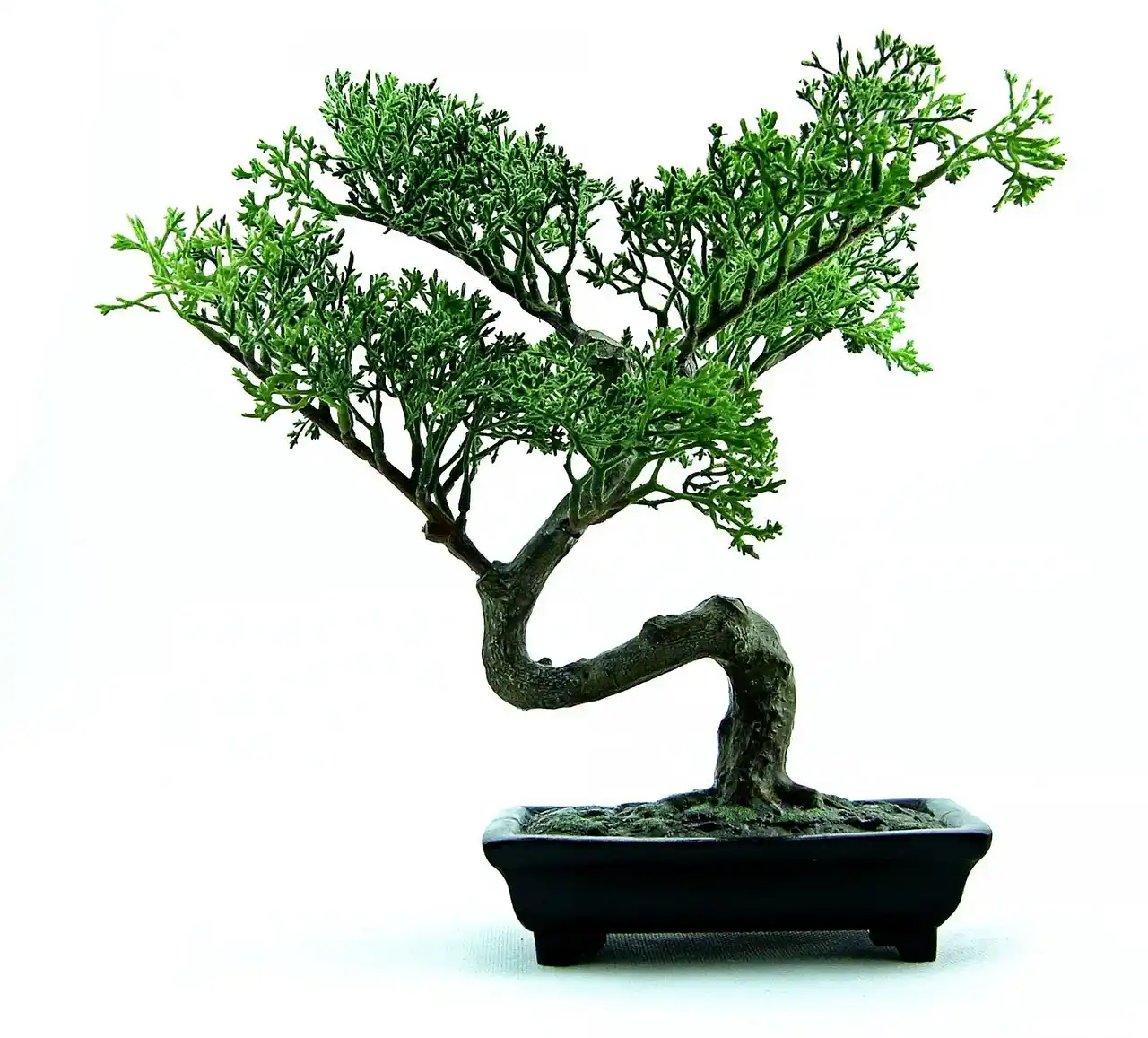 Small apartment bonsai on a sunny windowsill with two compact species in a modern room