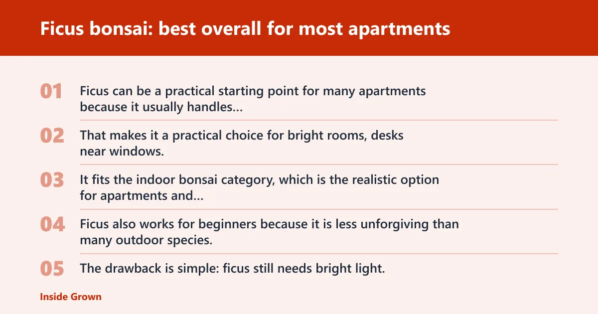Steps: Ficus bonsai: best overall for most apartments