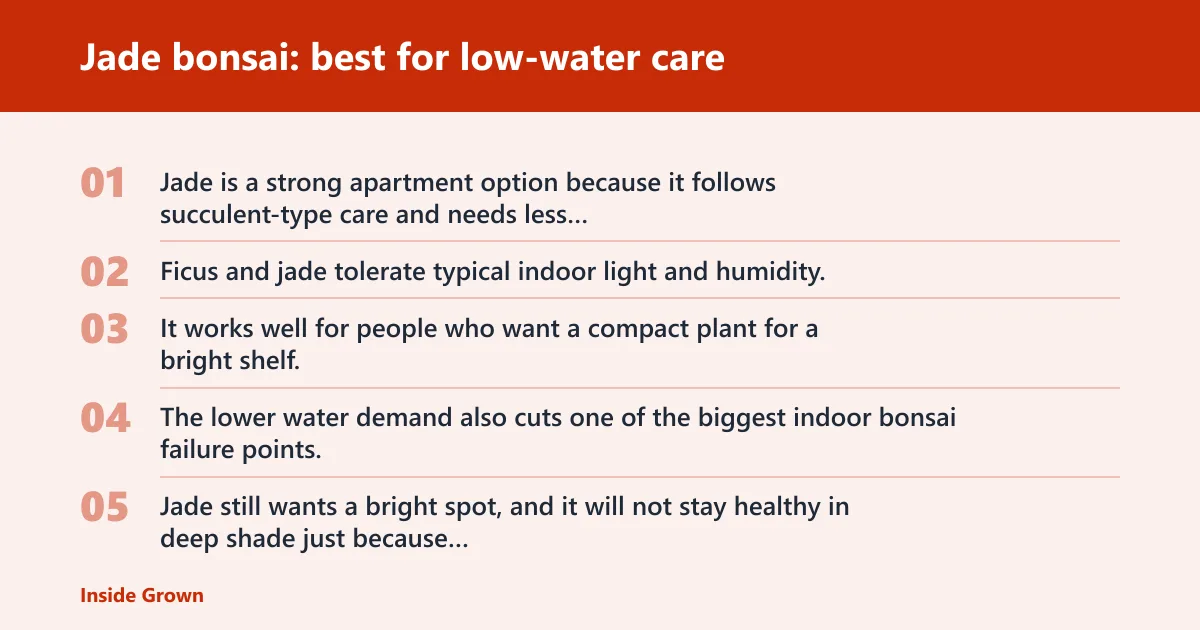 Steps: Jade bonsai: best for low-water care