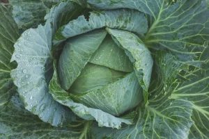 Best Books for Learning Vegetable Gardening (2026): research shows